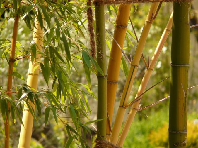Bambus ogrodowy