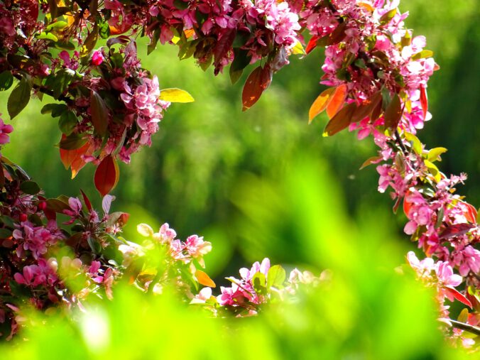 Kwitnące na różowo drzewko owocowe