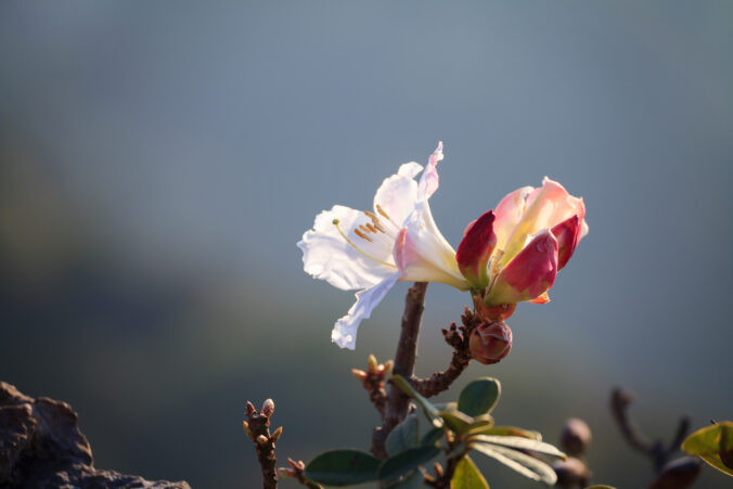 Uprawienie rododendronów w ogrodzie