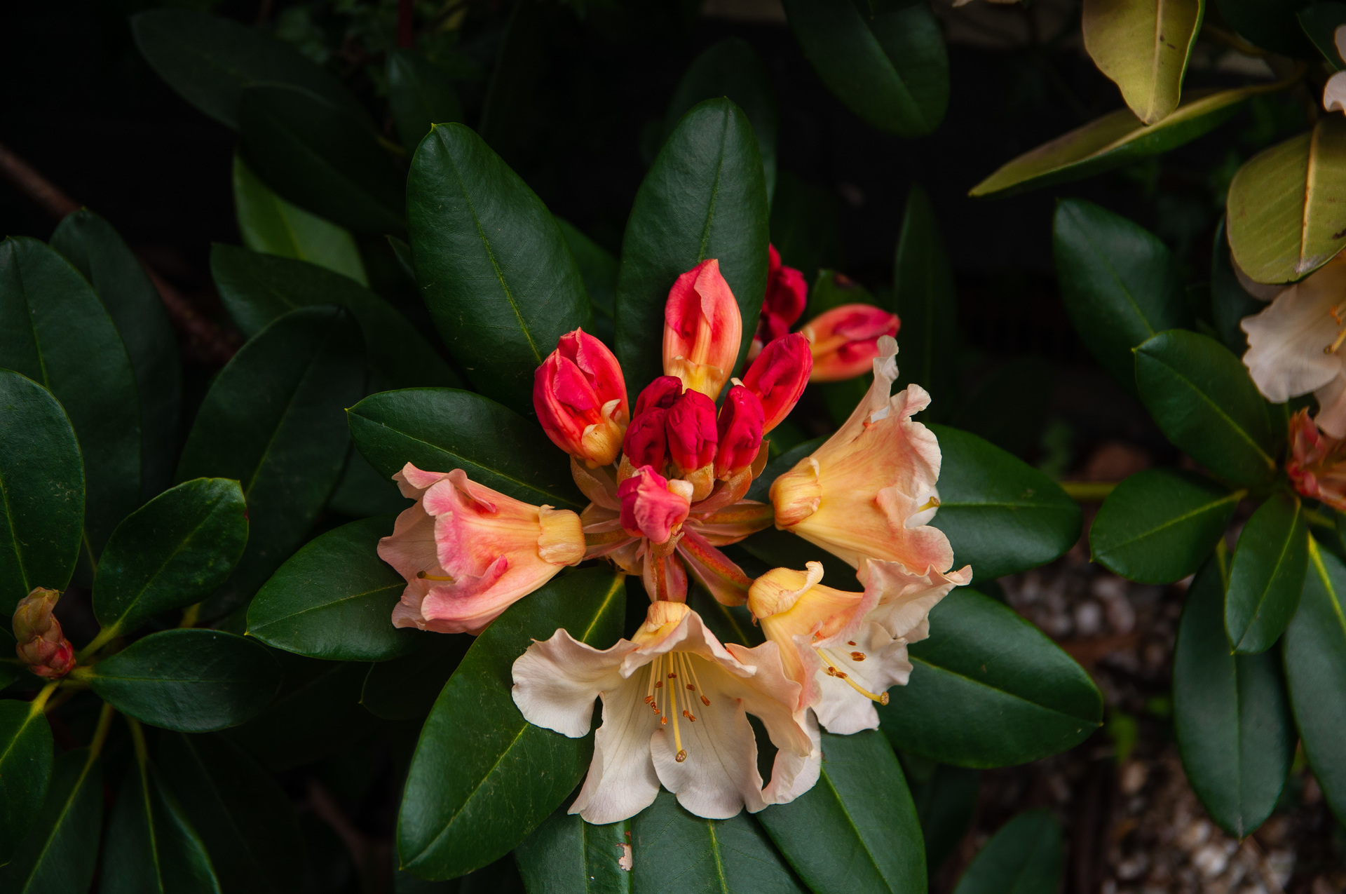 Uprawa i pielęgnacja rododendronów w ogrodzie