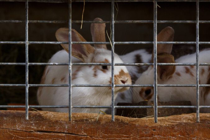 Kilka królików siedzi w klatce